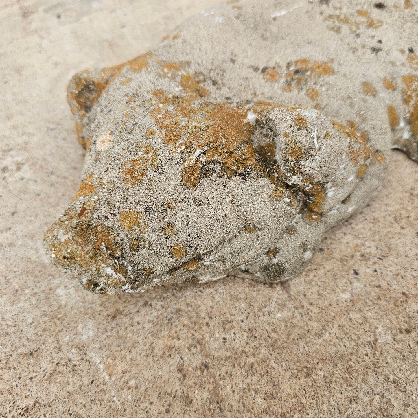 Concrete Pig