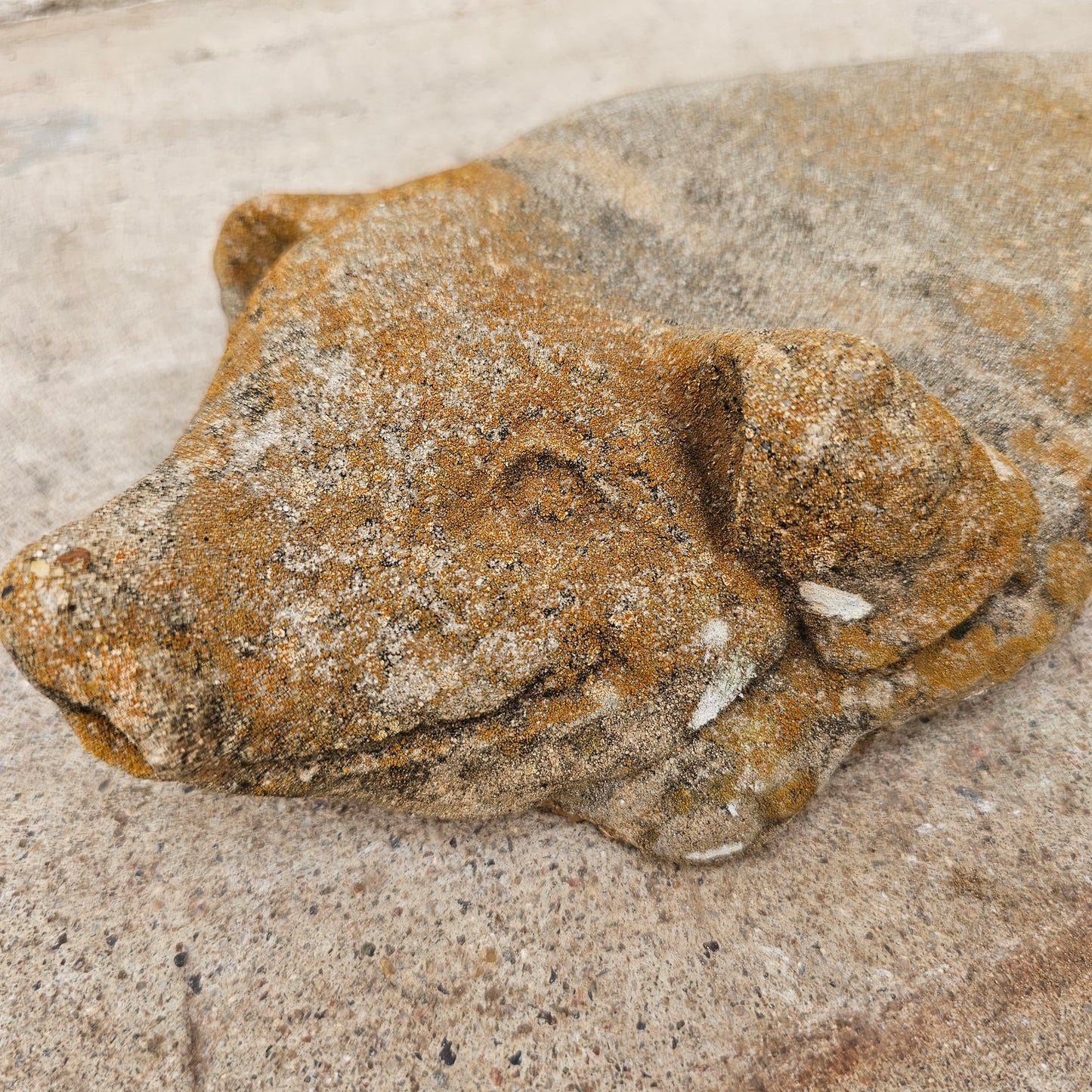 Concrete Pig