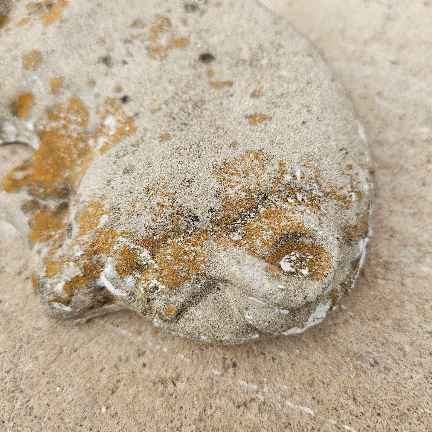 Concrete Pig