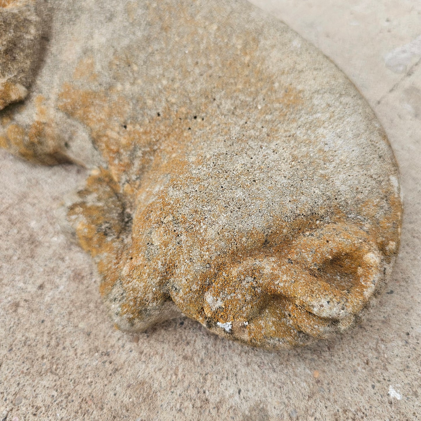 Concrete Pig