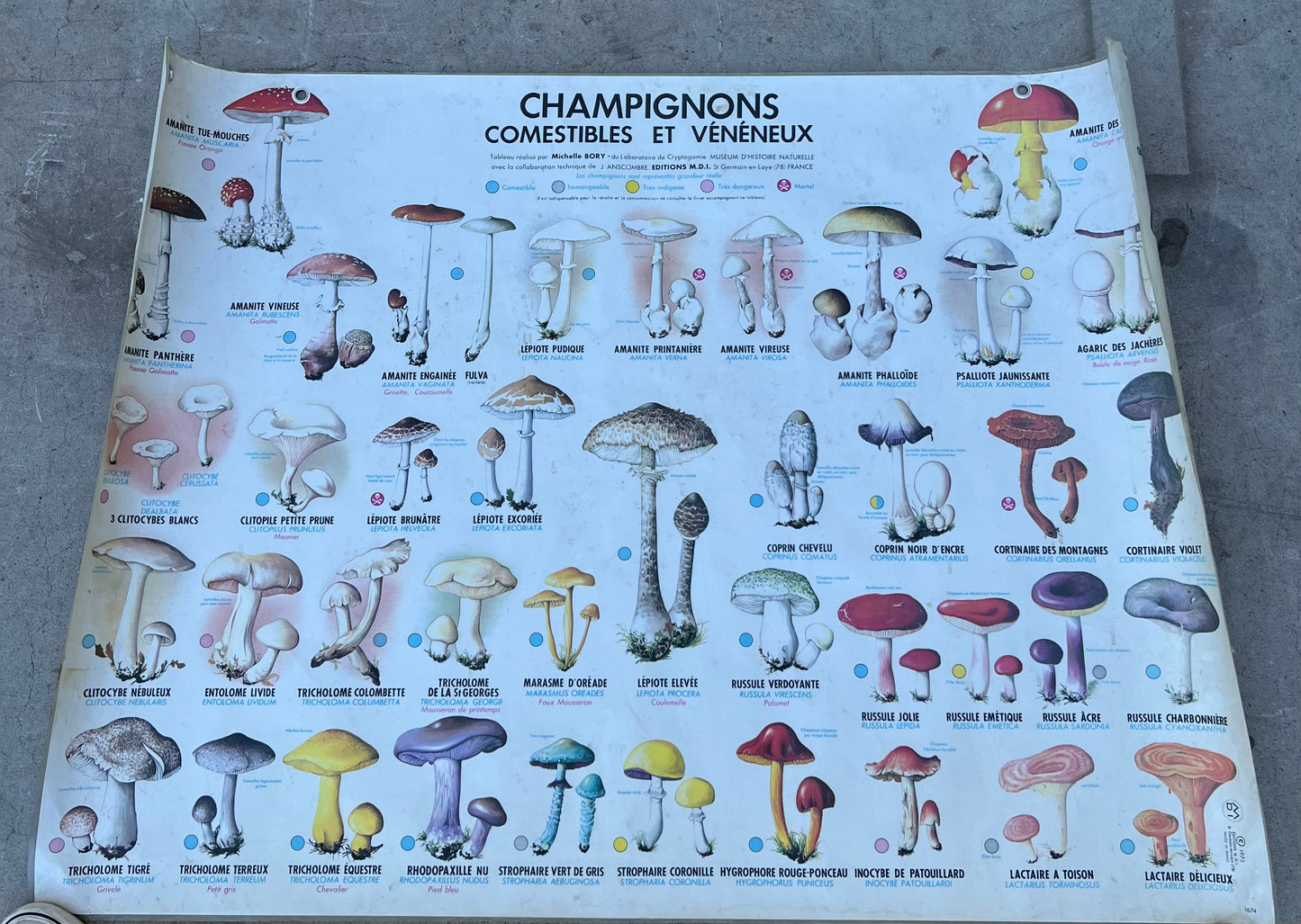 French Mushroom School Poster
