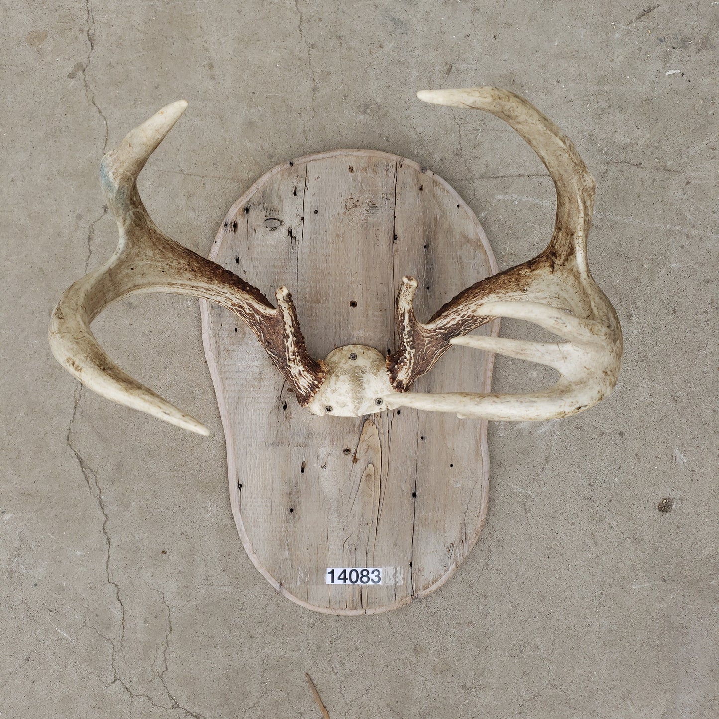 Deer Antlers