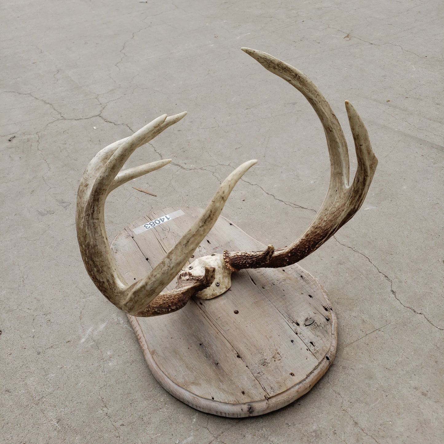 Deer Antlers