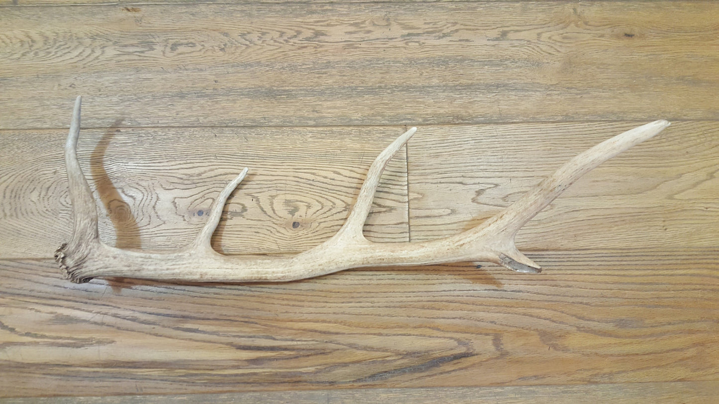 Elk Antler (Single)