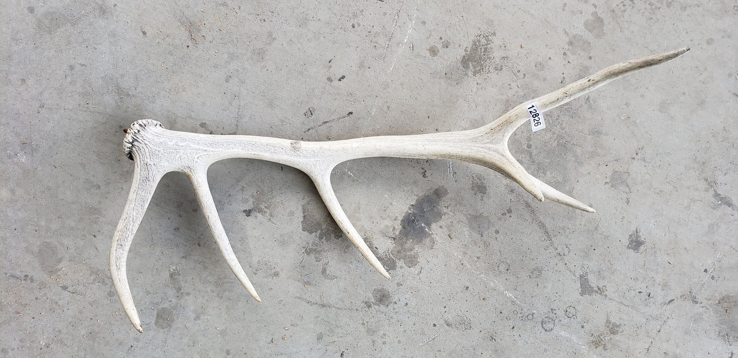 XL Shed Antler
