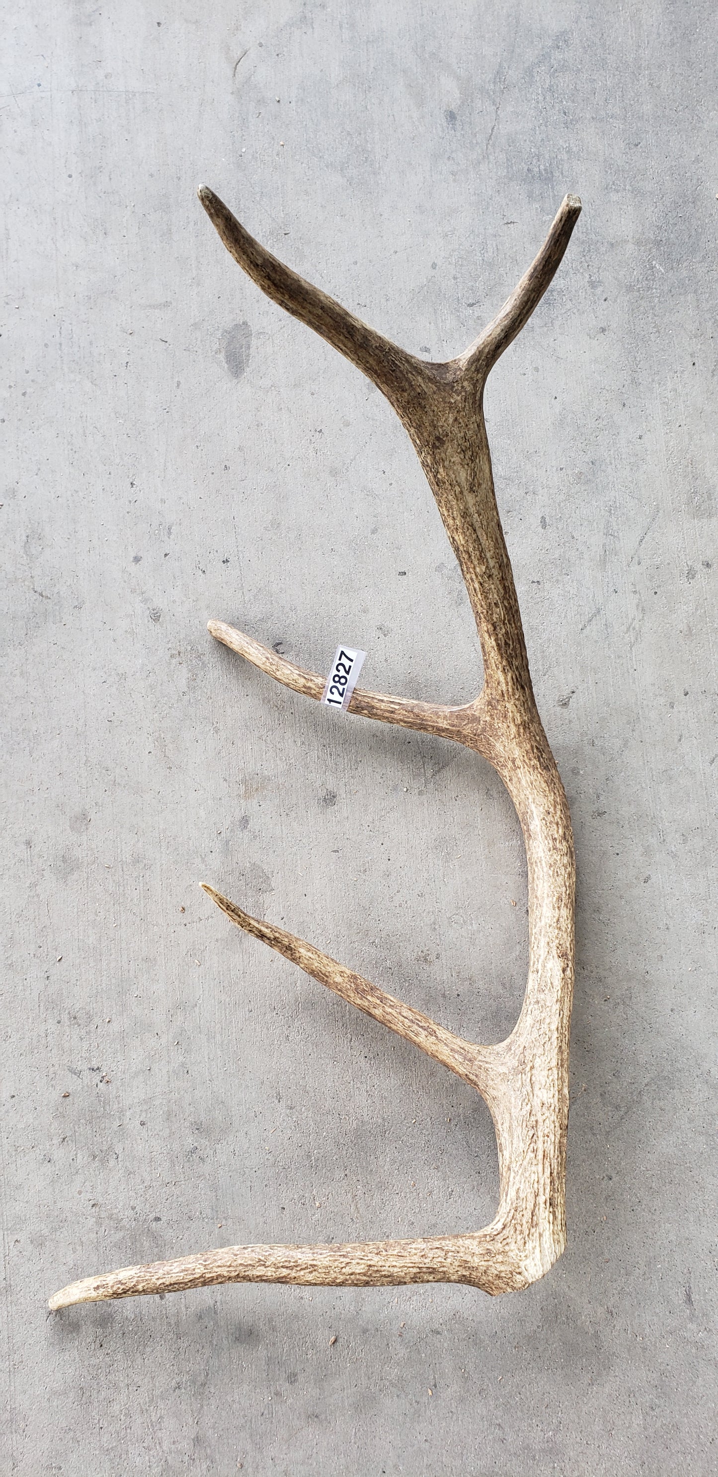 Large Shed Antler