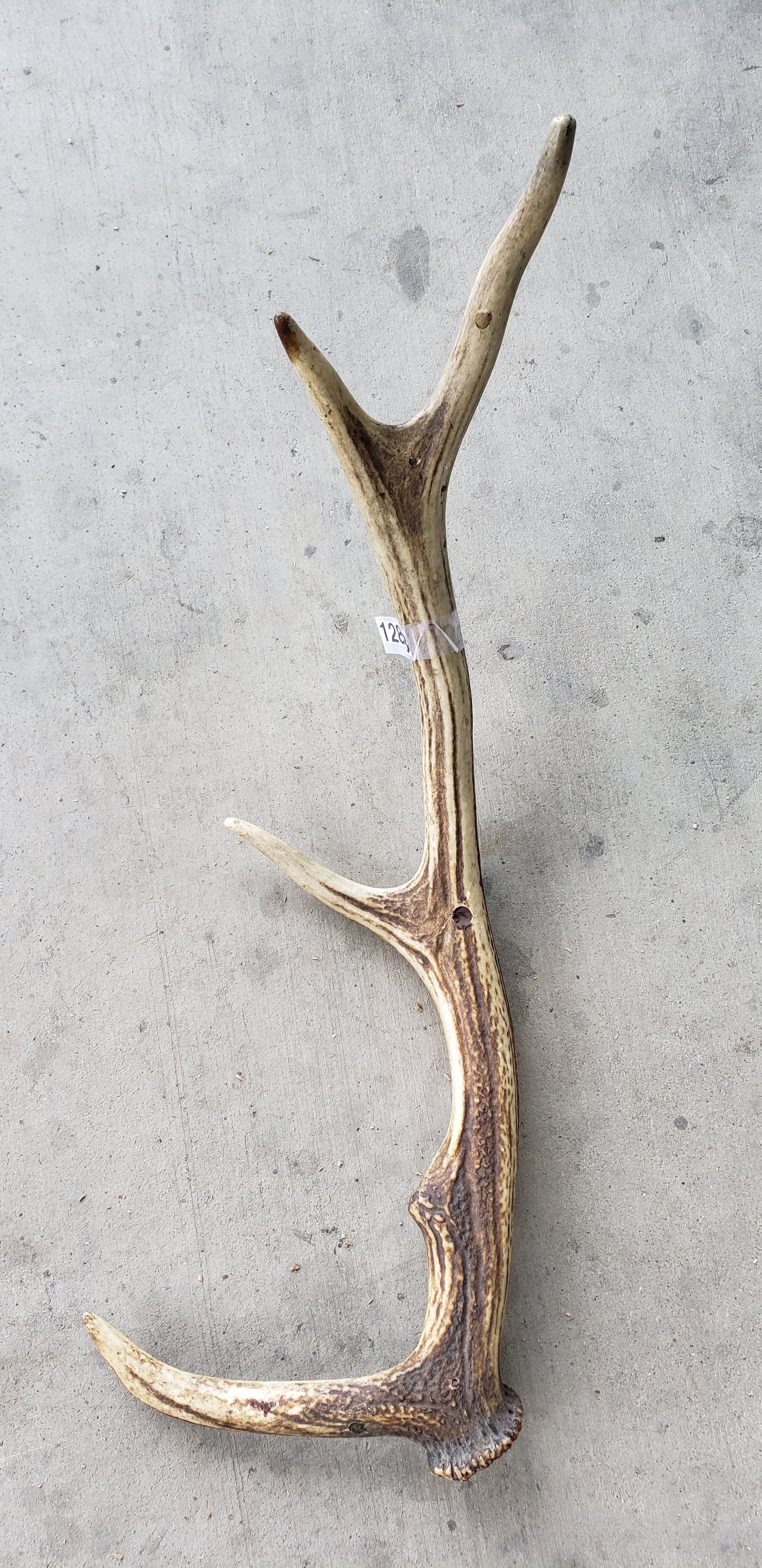 Medium Shed Antler
