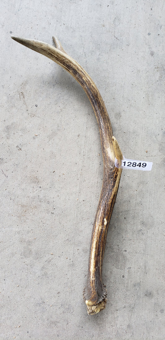 Small Shed Antler