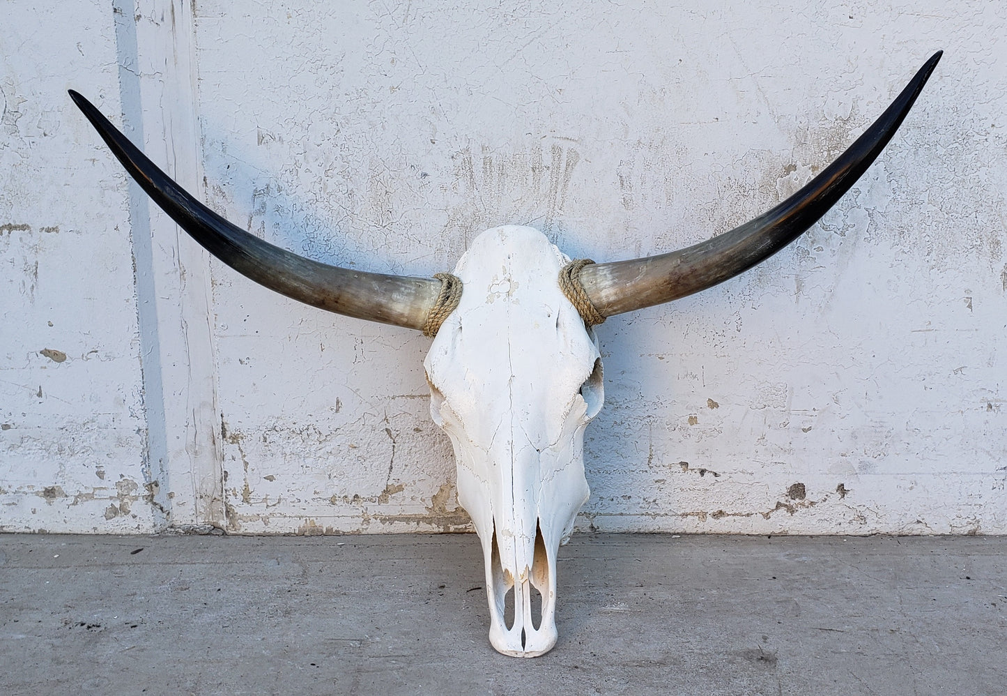 Longhorn Cow Skull