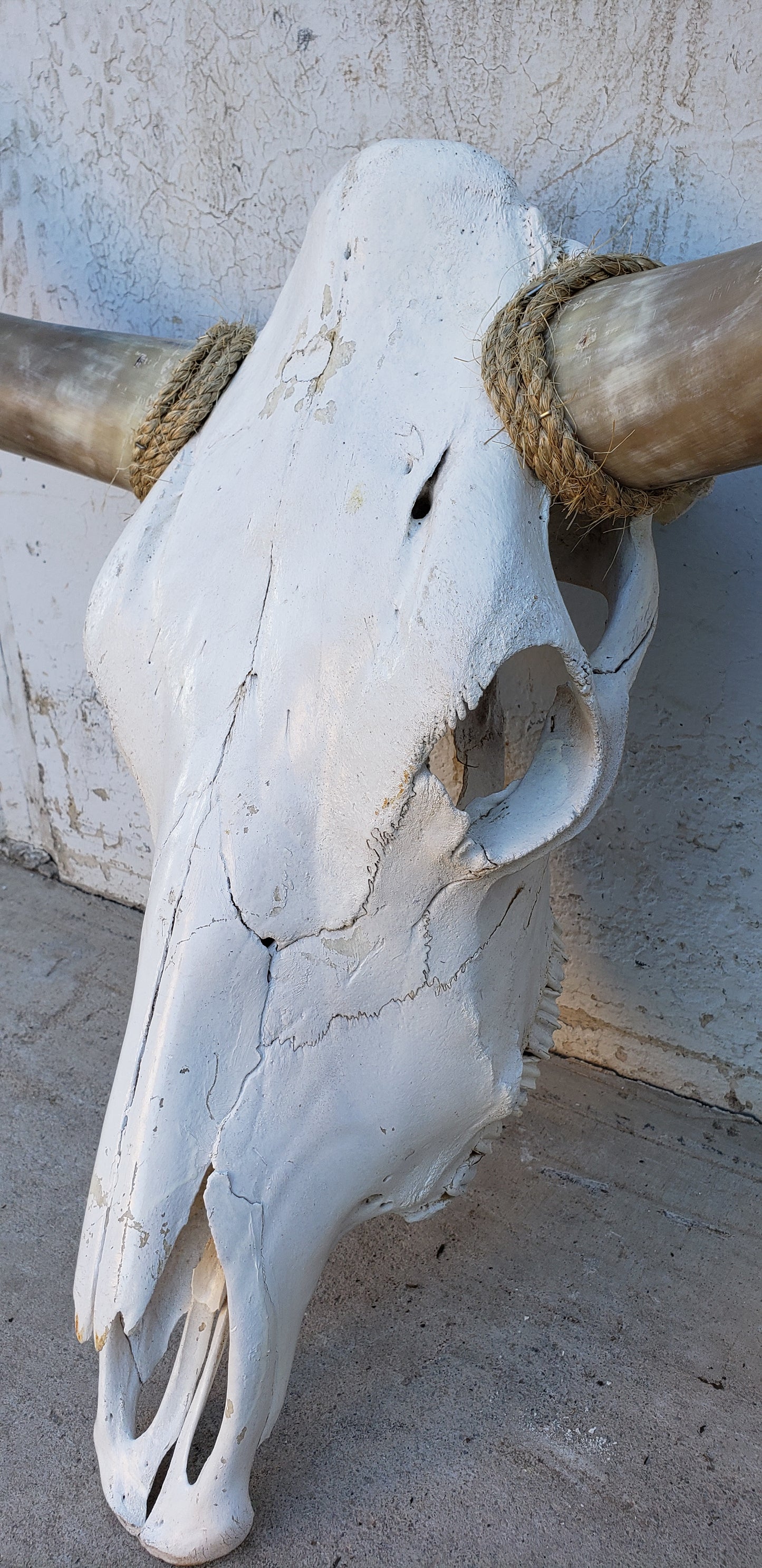 Longhorn Cow Skull