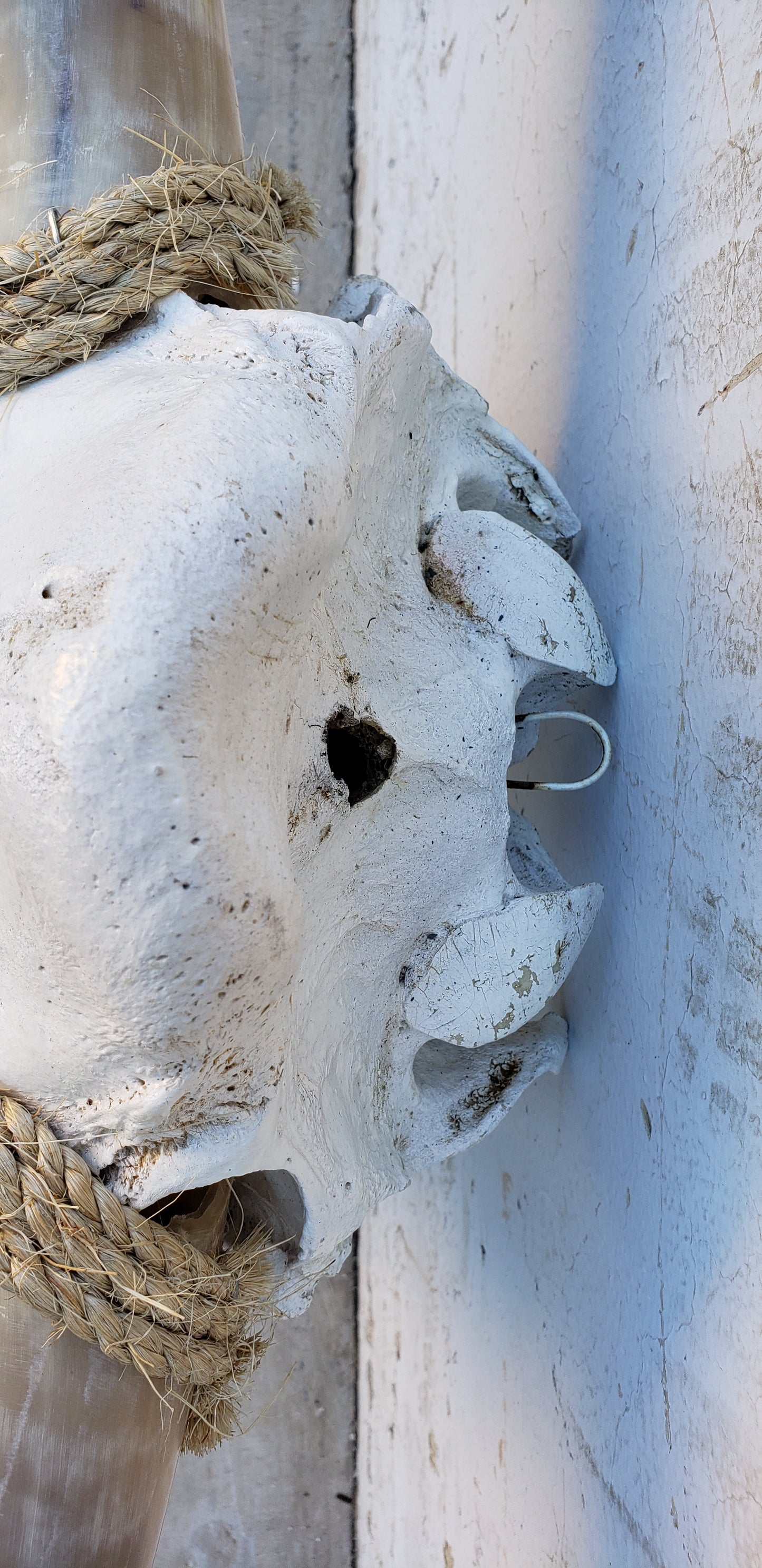 Longhorn Cow Skull