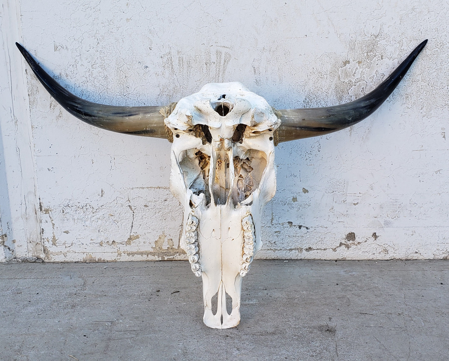 Longhorn Cow Skull