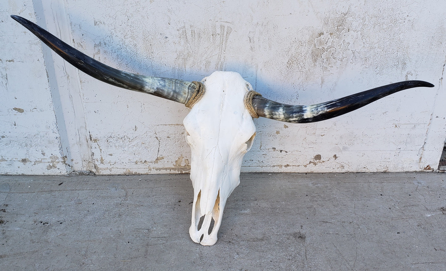 Longhorn Cow Skull