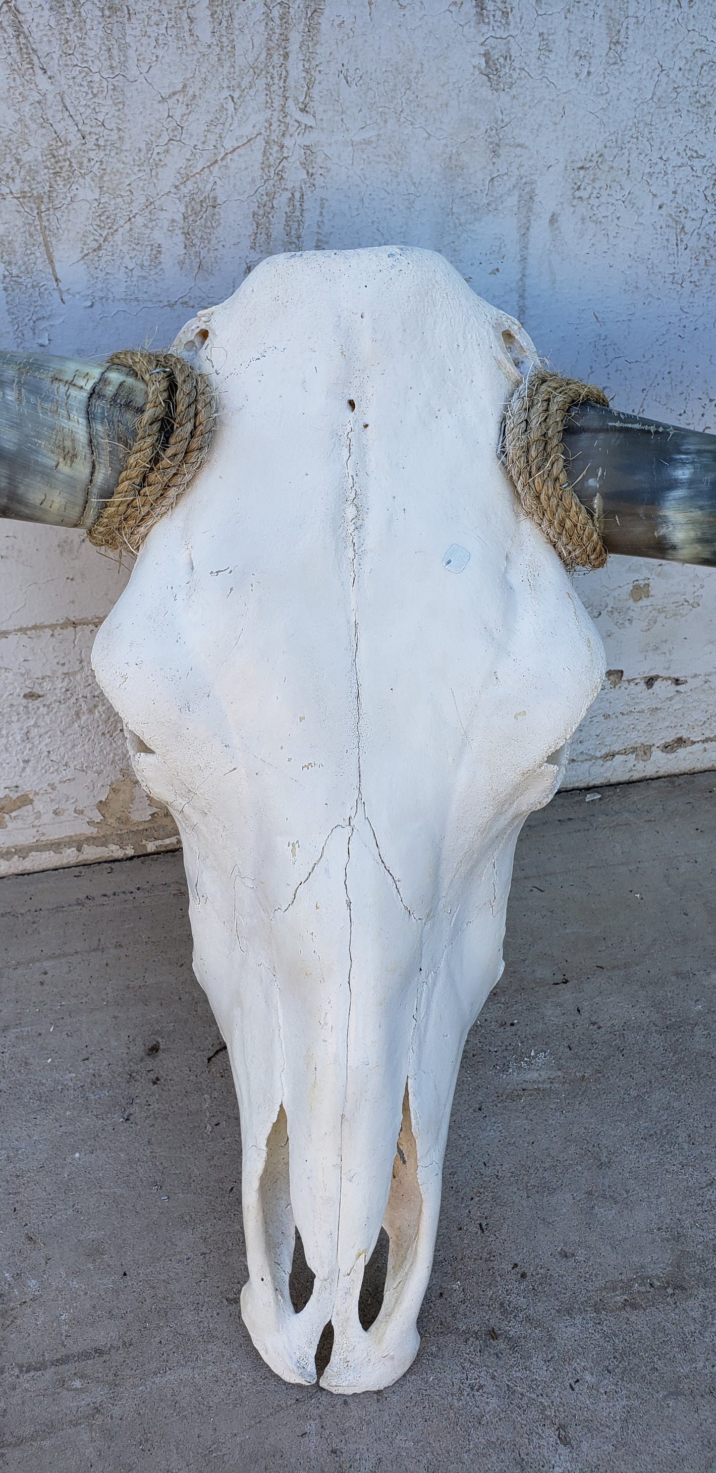 Longhorn Cow Skull