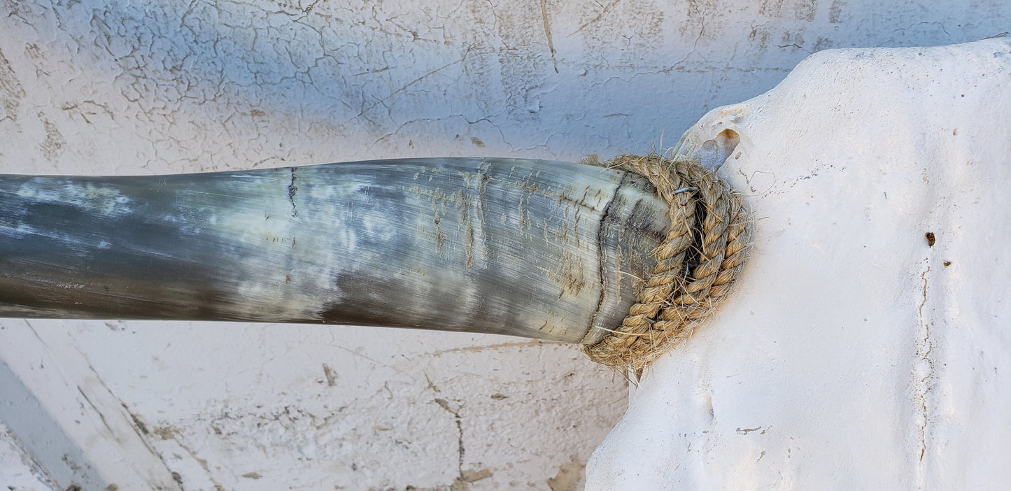 Longhorn Cow Skull