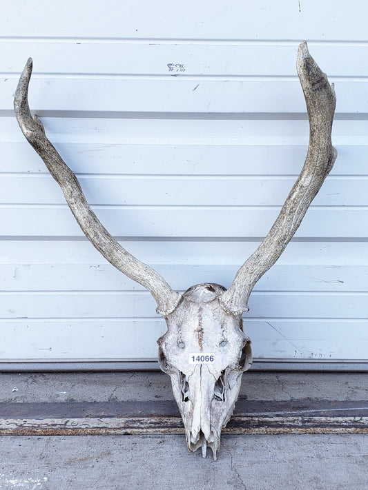 Caribou Skull and Horns