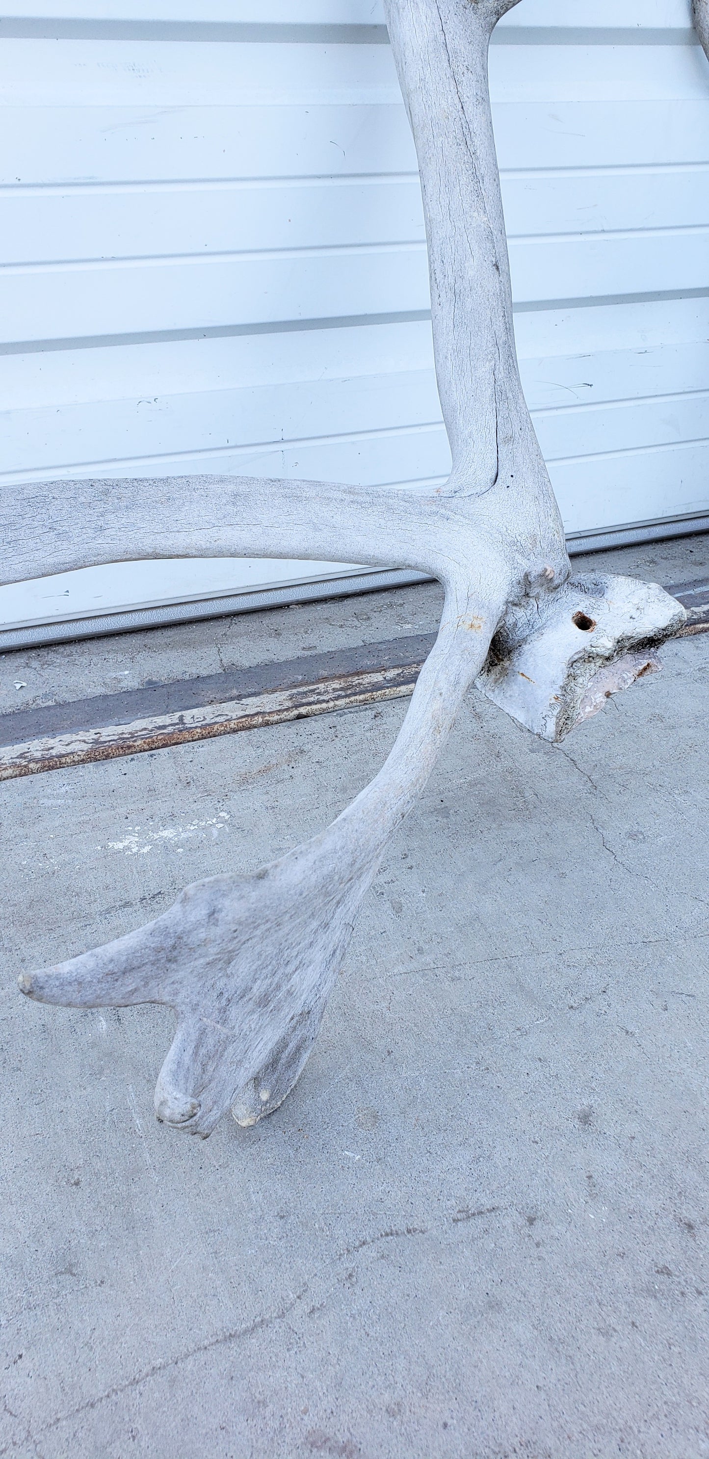 Pair of Caribou Antlers