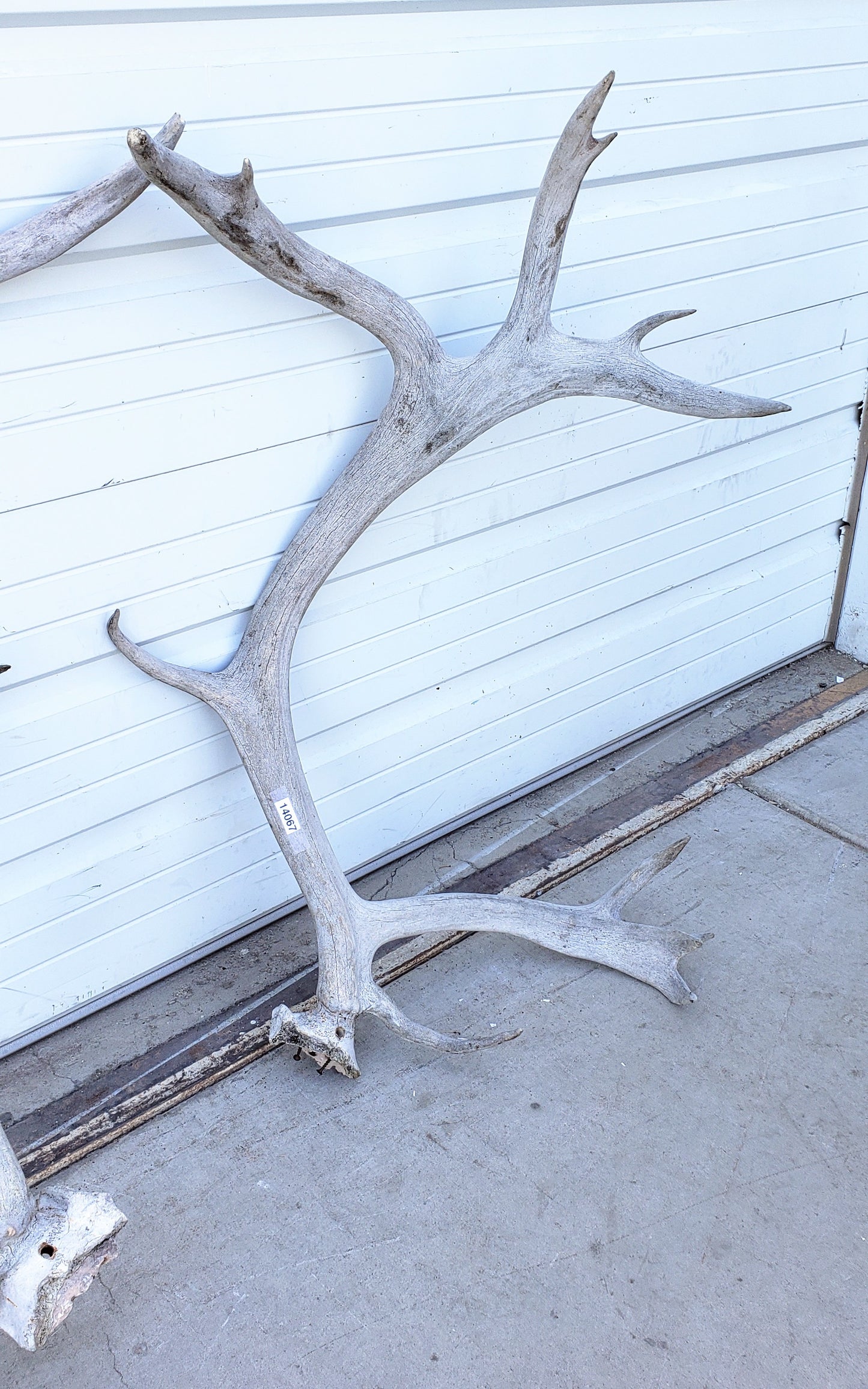 Pair of Caribou Antlers