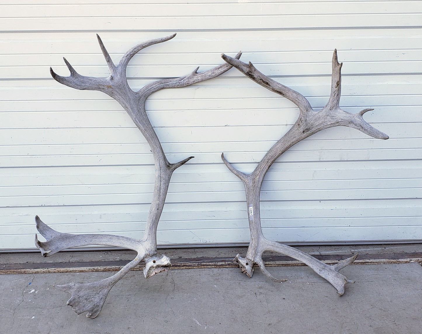 Pair of Caribou Antlers