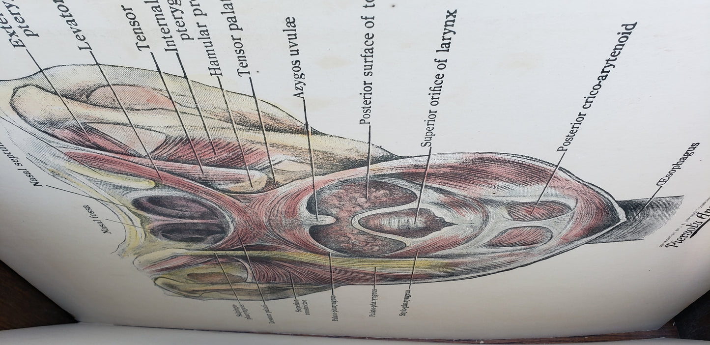 26 Anatomy Poster Cards in Oak Cabinet