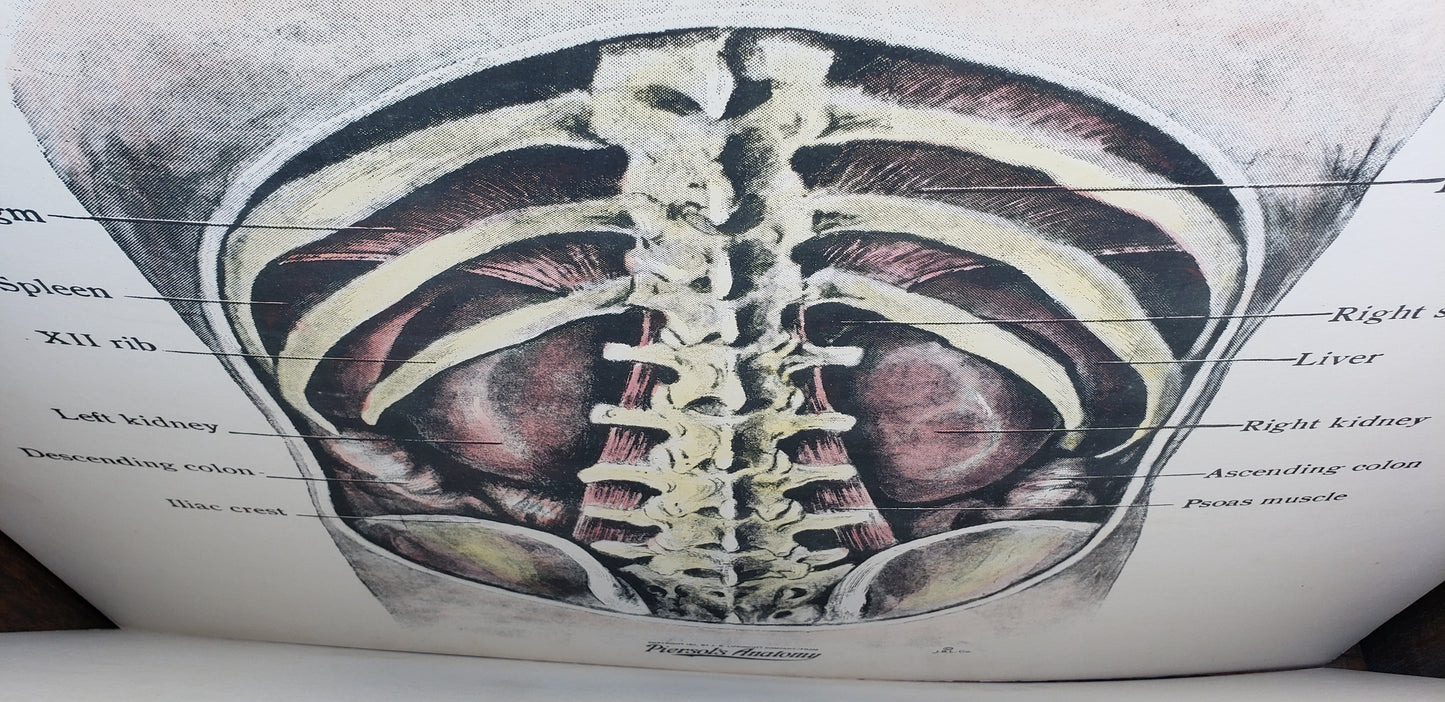 26 Anatomy Poster Cards in Oak Cabinet