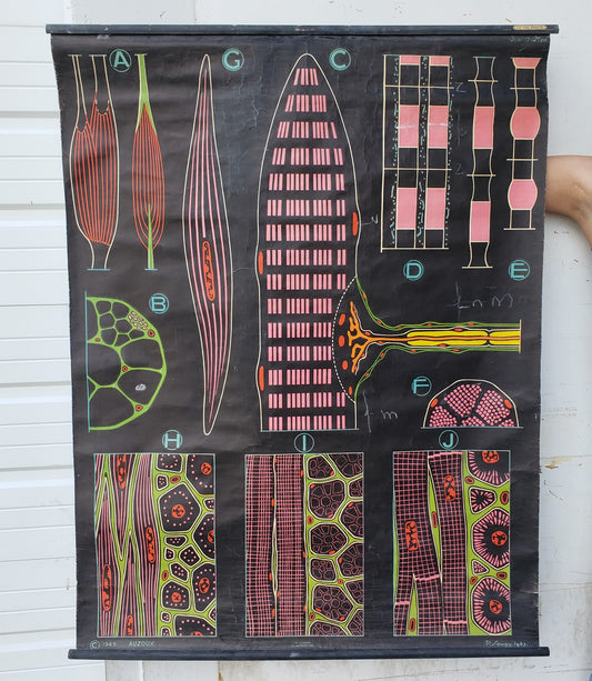 French School Chart