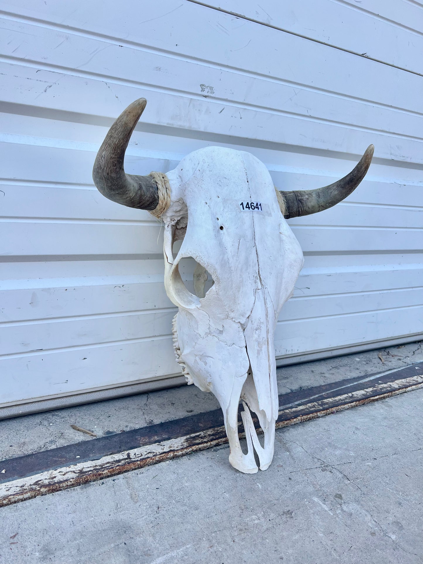 Cow Skull with Horns
