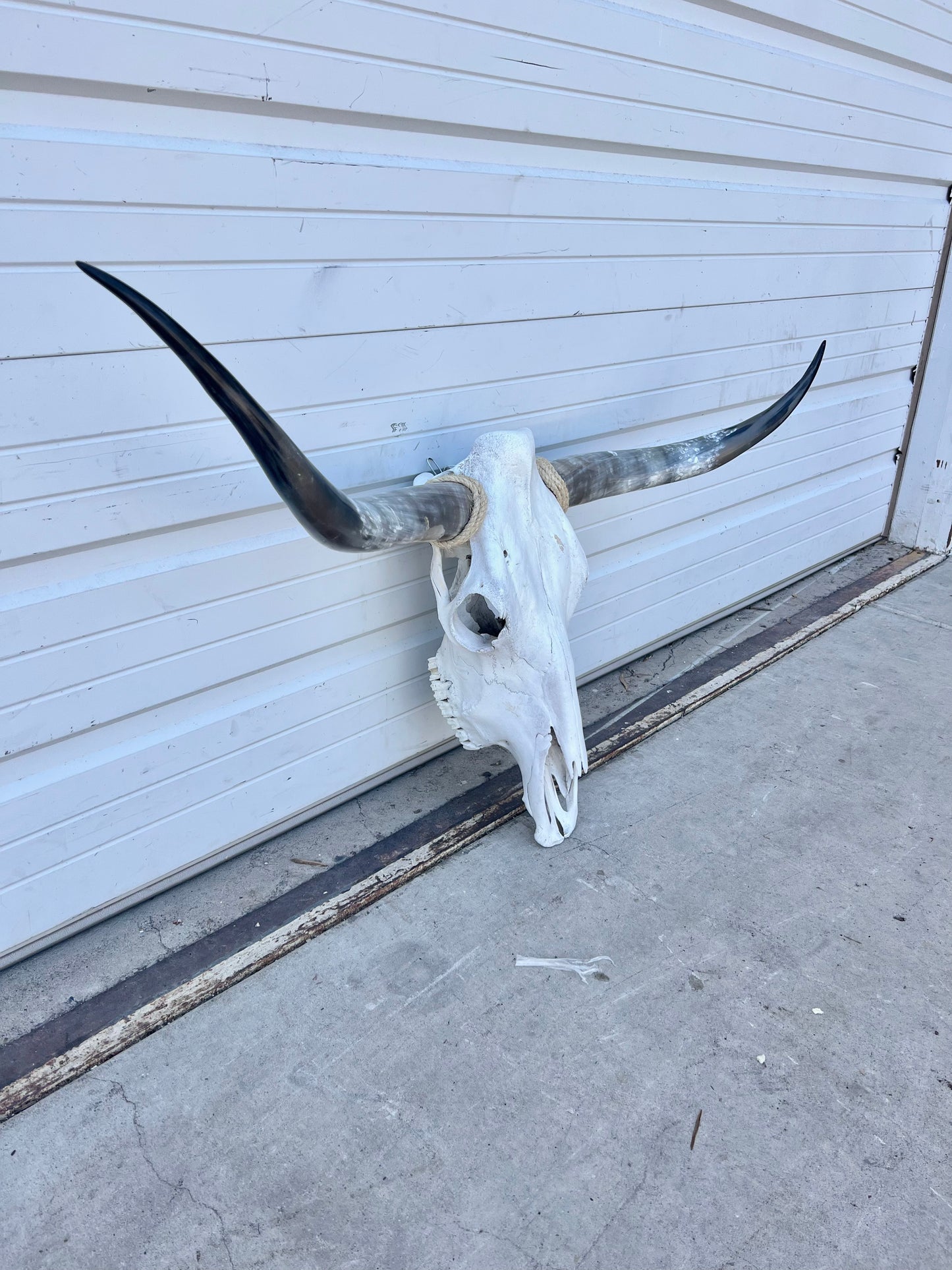 Longhorn Skull
