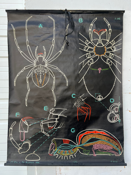 French School Spider Chart