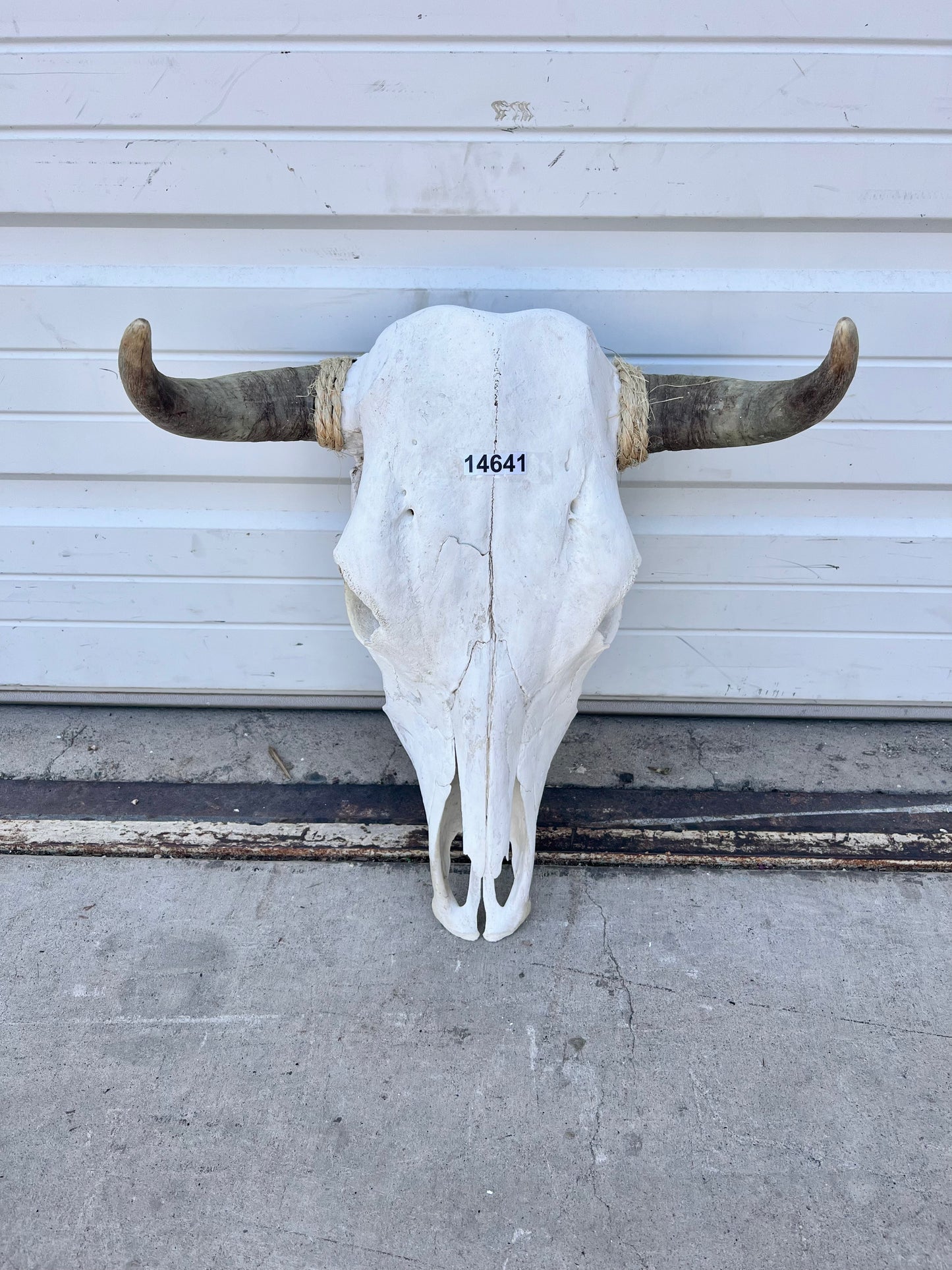 Cow Skull with Horns