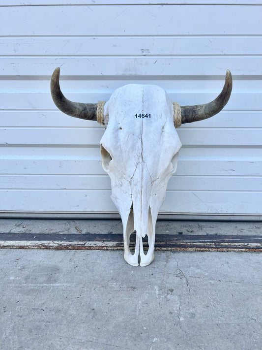 Cow Skull with Horns