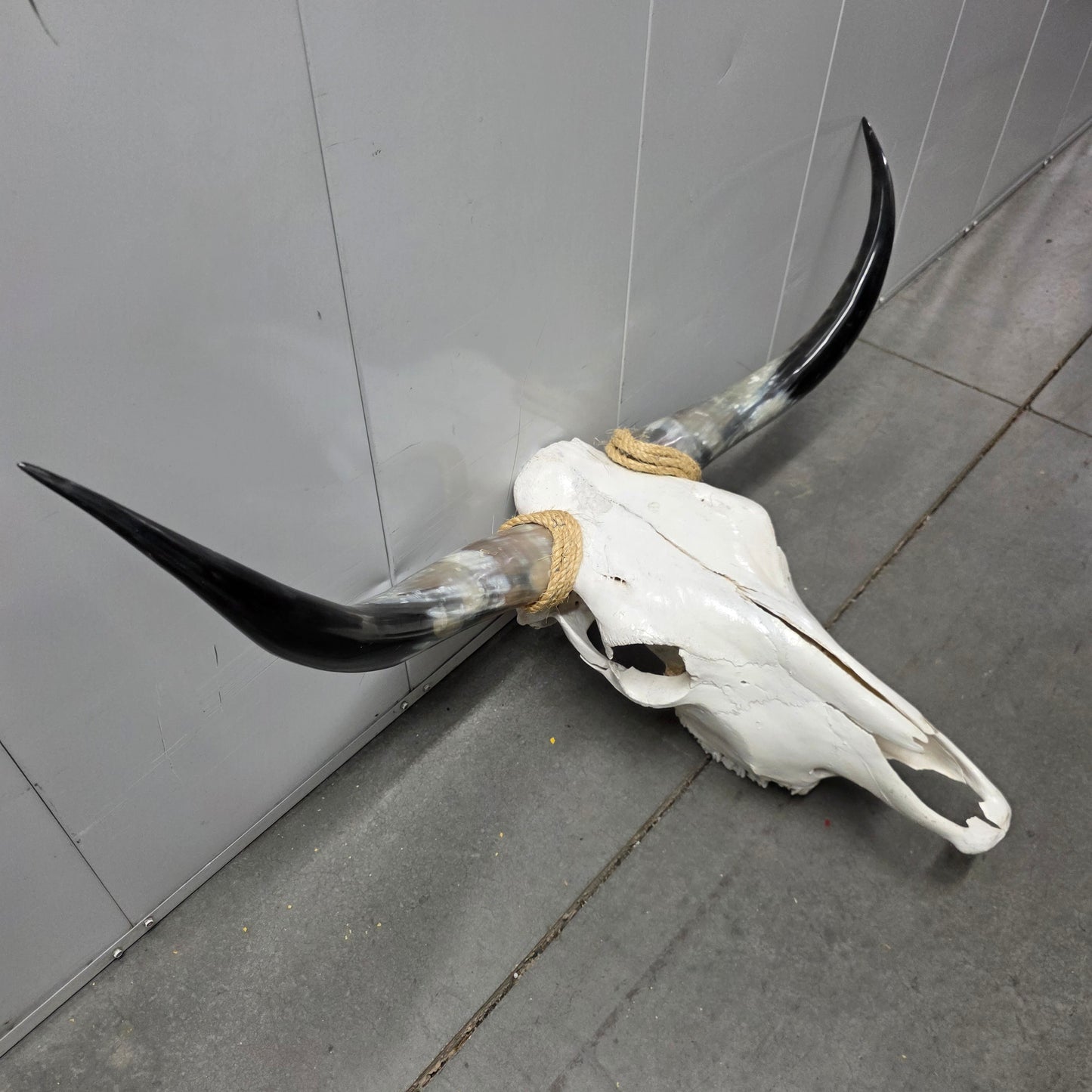 Longhorn Steer Skull and Horns