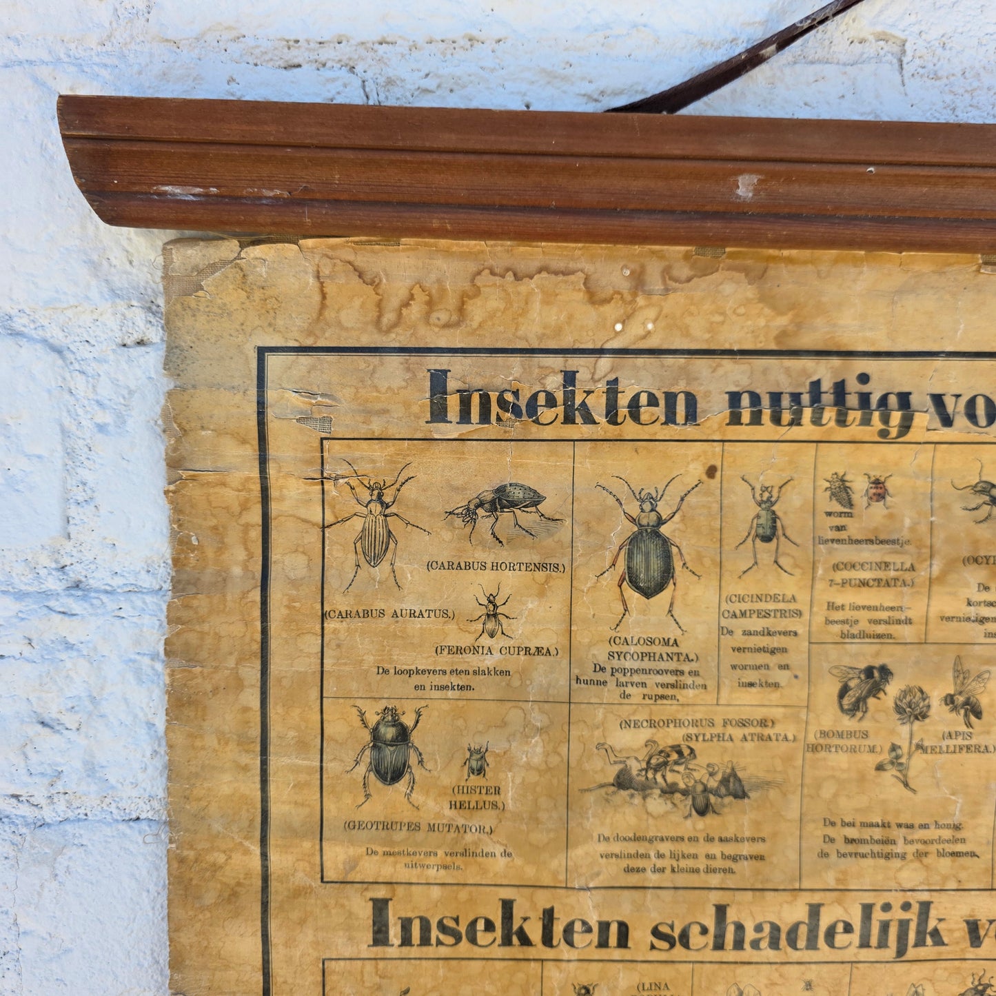 Antique Dutch Insect/Agriculture School Chart
