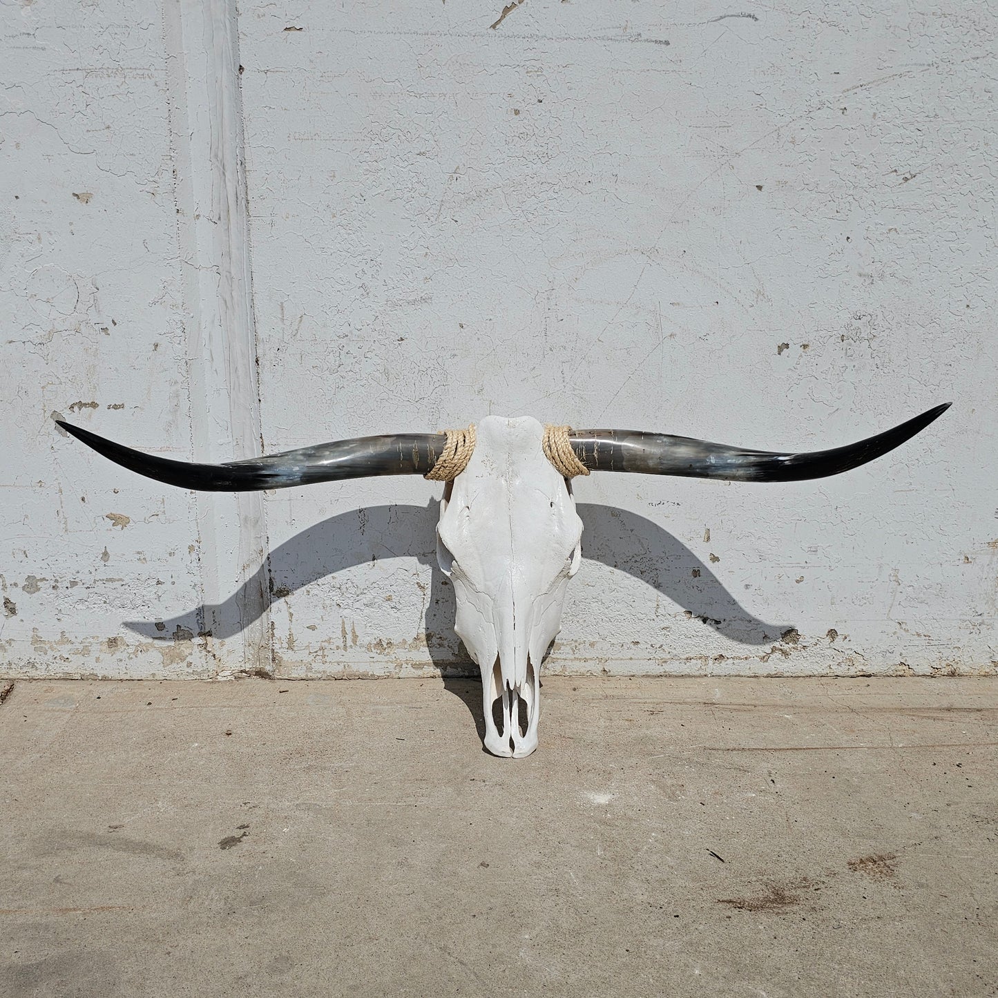 Longhorn Steer Skull and Horns