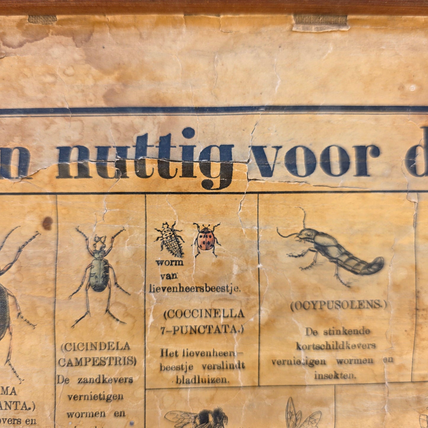 Antique Dutch Insect/Agriculture School Chart
