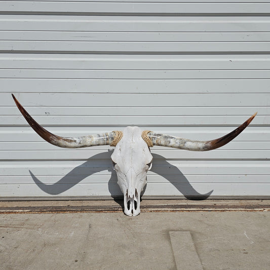 Longhorn Steer Skull and Horns