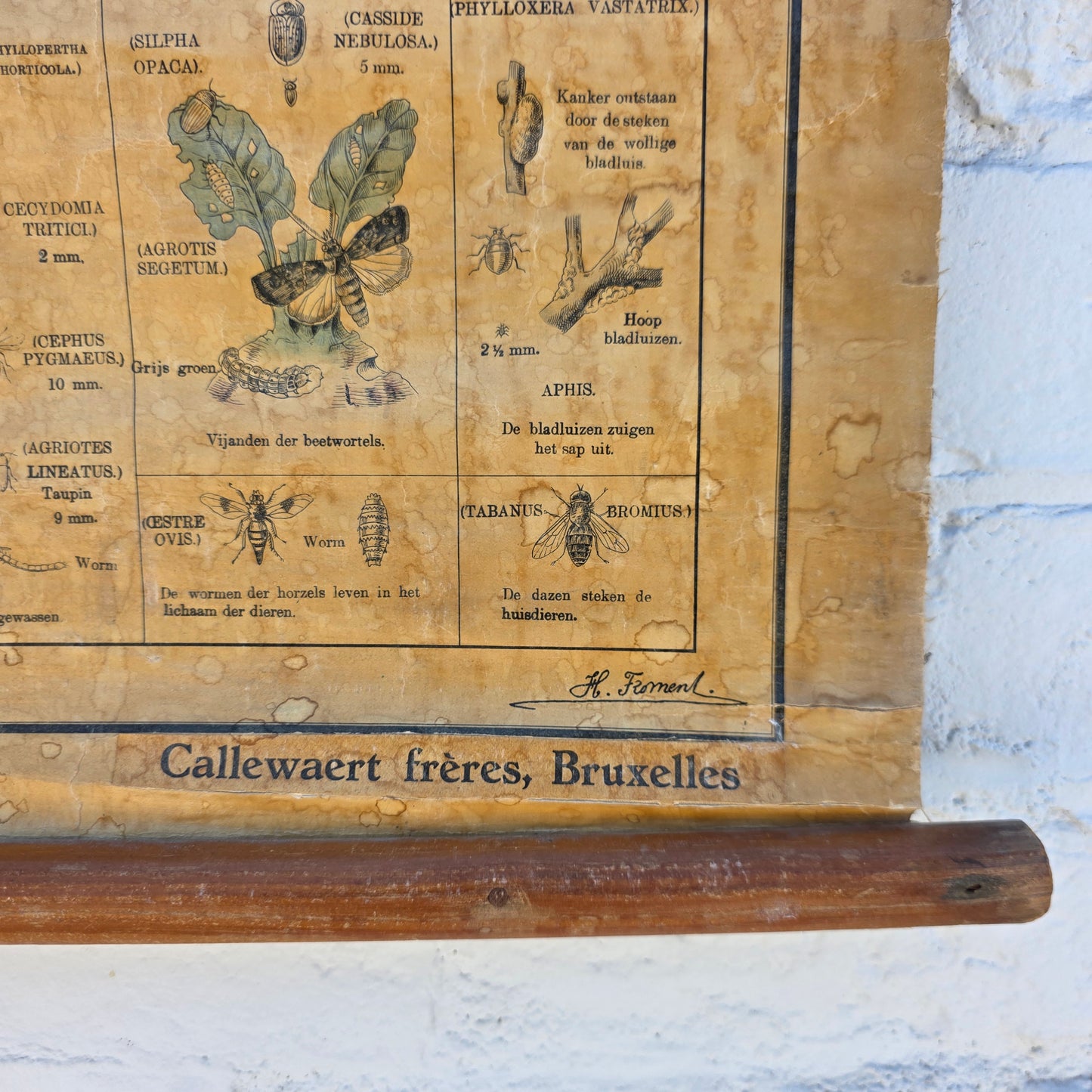 Antique Dutch Insect/Agriculture School Chart