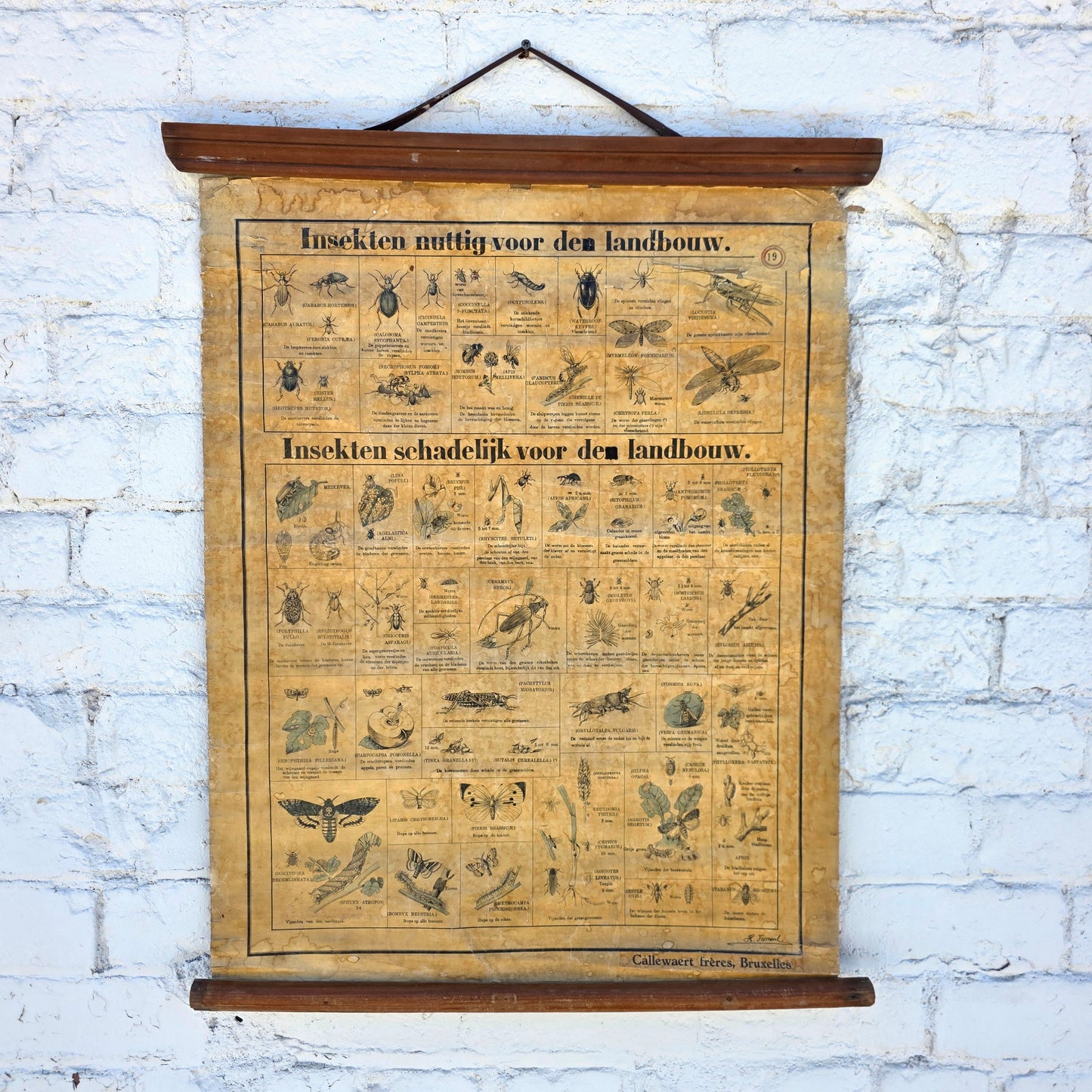 Antique Dutch Insect/Agriculture School Chart