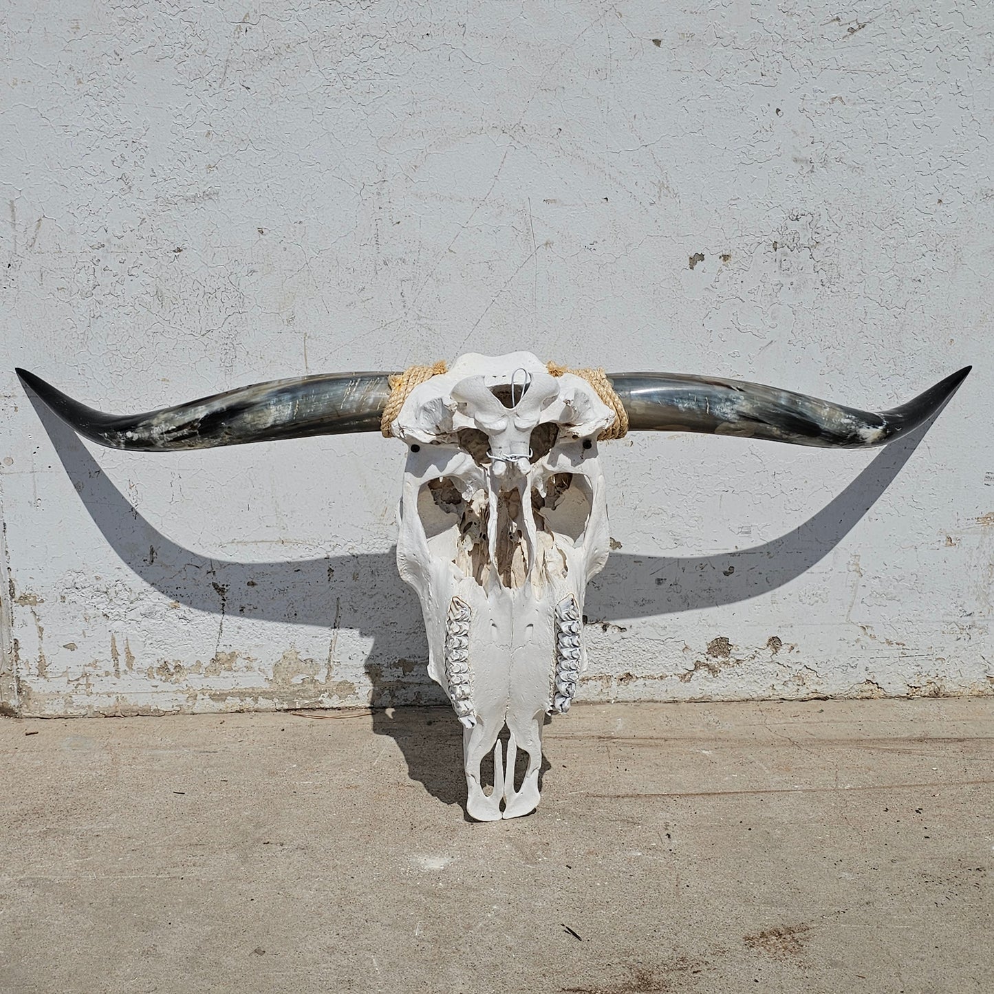 Longhorn Steer Skull and Horns