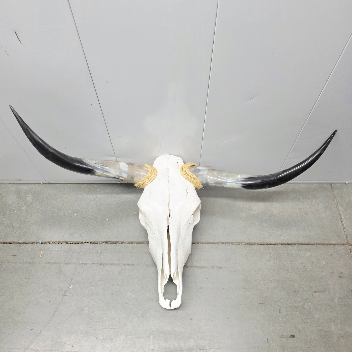 Longhorn Steer Skull and Horns