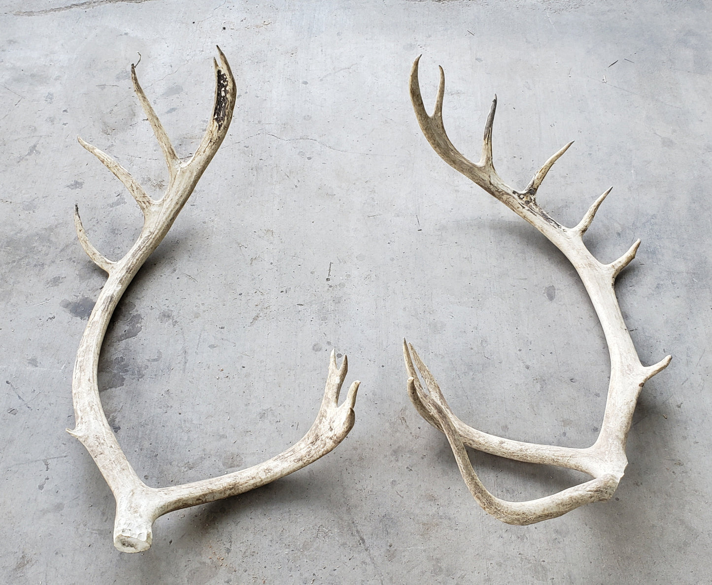 Large Elk Antler