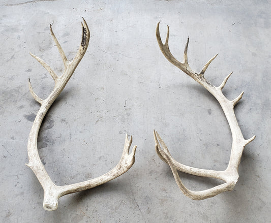 Large Elk Antler