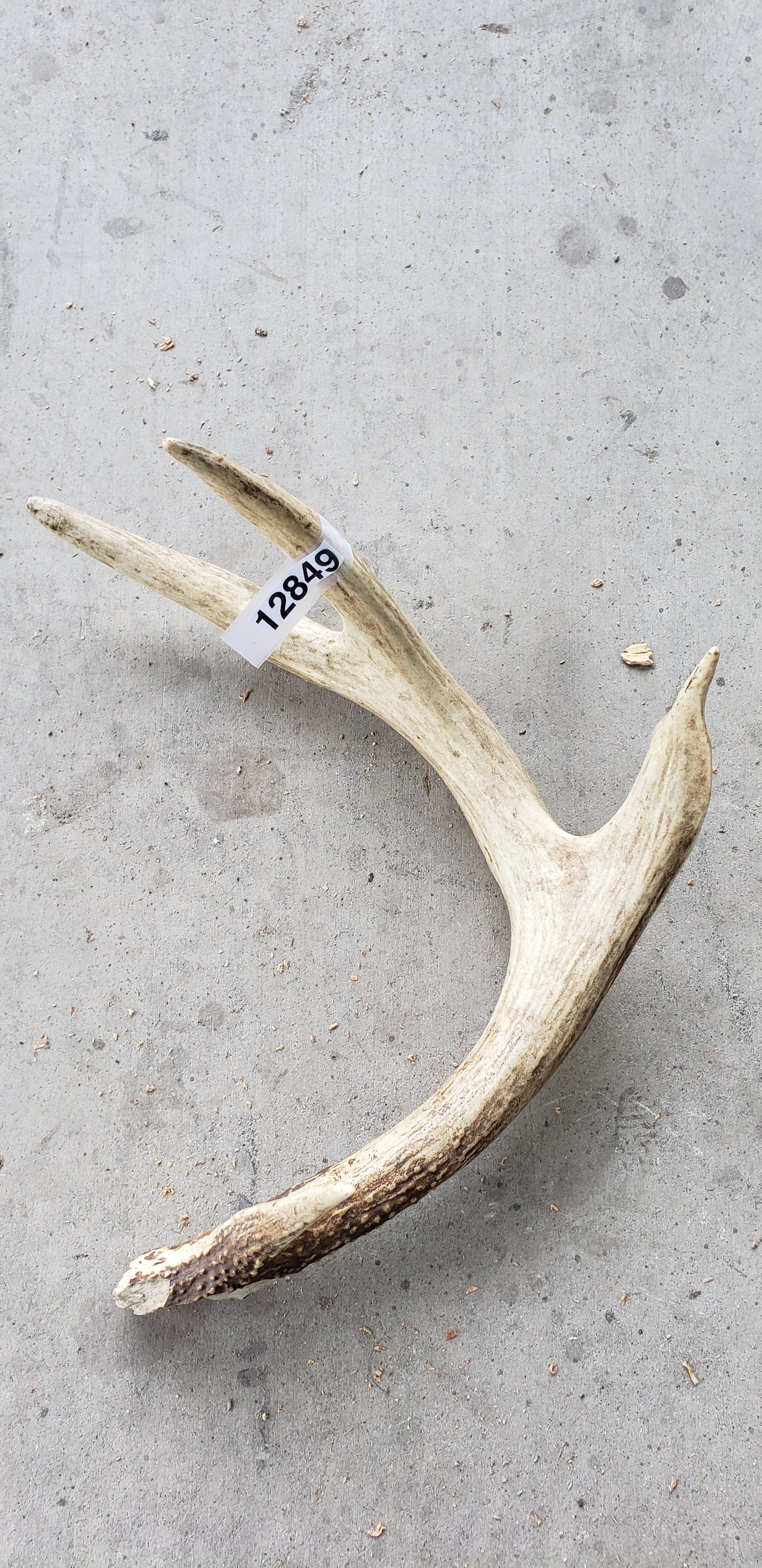 Small Shed Antler