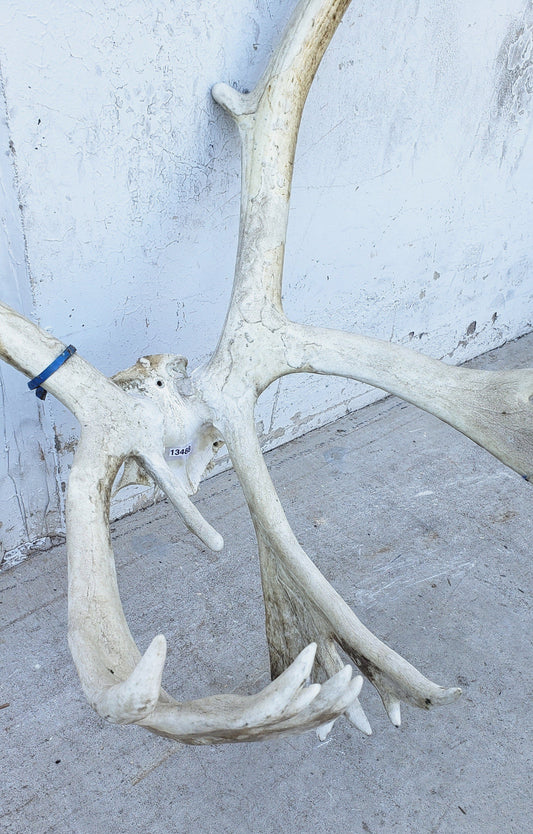 Caribou Antlers