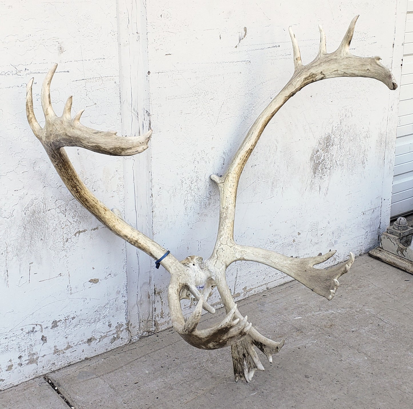 Caribou Antlers