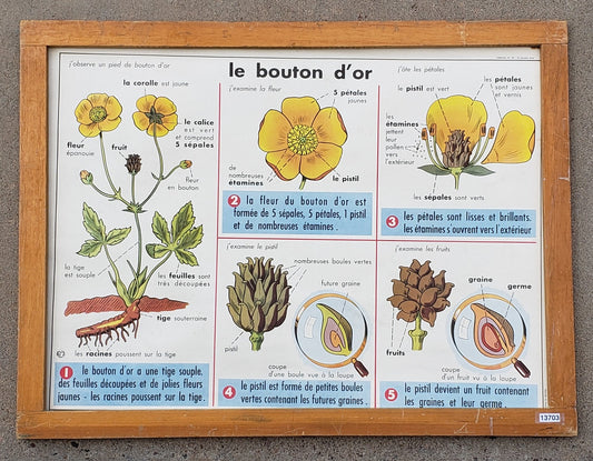 Vintage French Framed School Poster "Le Bouton D'Or"