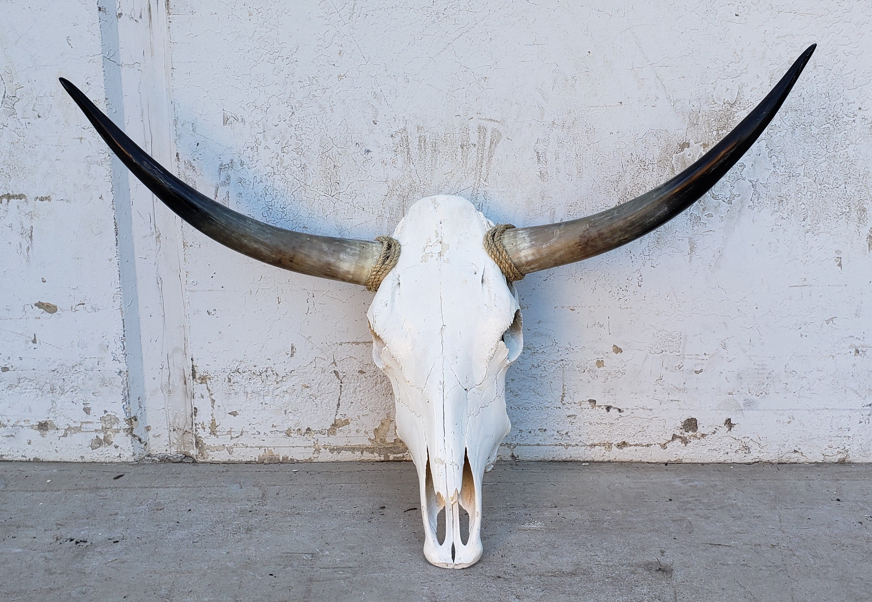 Longhorn Cow Skull – Antiquities Warehouse