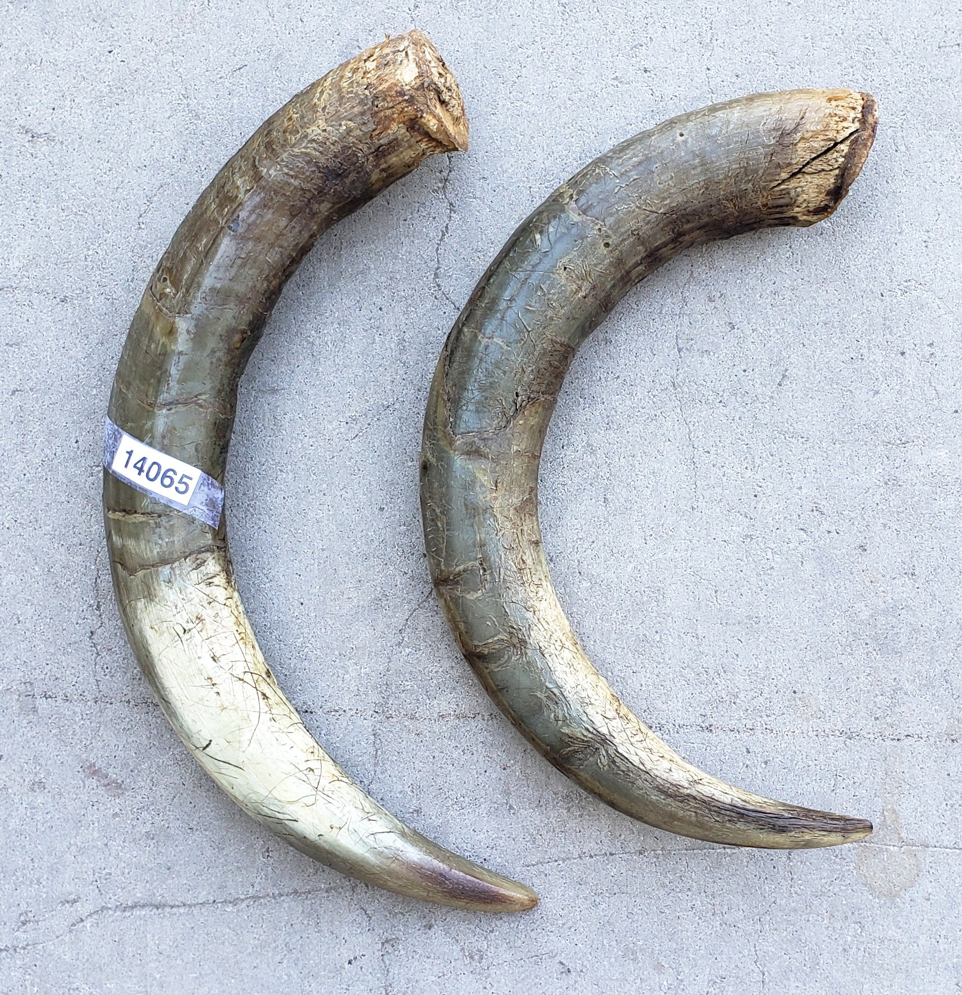 Decorative Pair of Animal Horns – Antiquities Warehouse