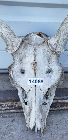 caribou skull