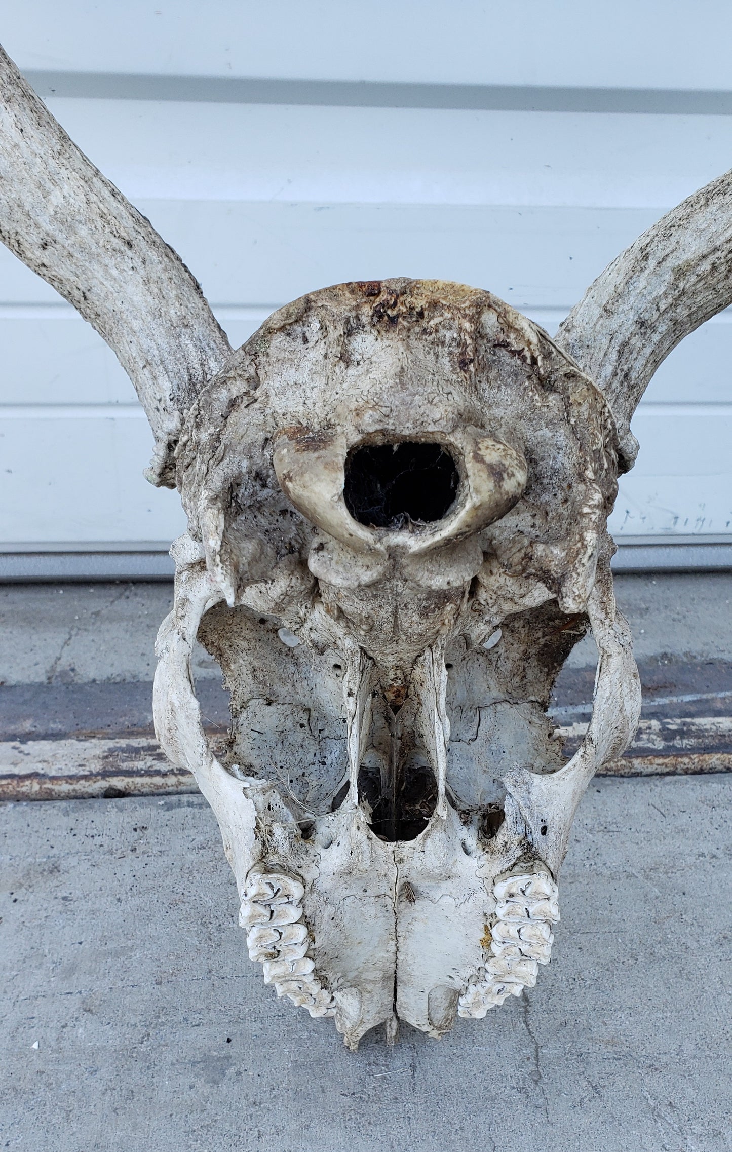 Caribou Skull and Horns